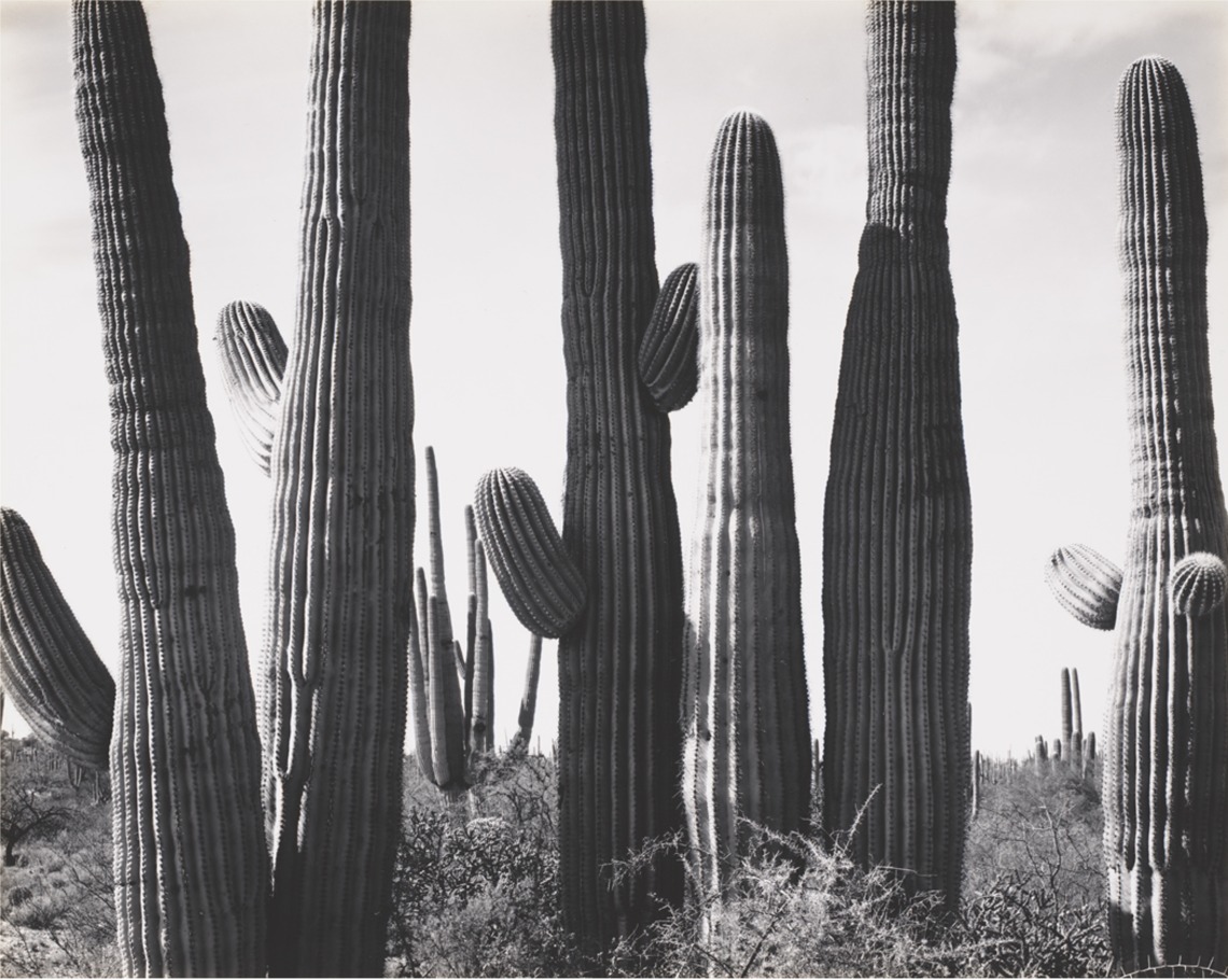 close-up images of cactus with black and white shadows