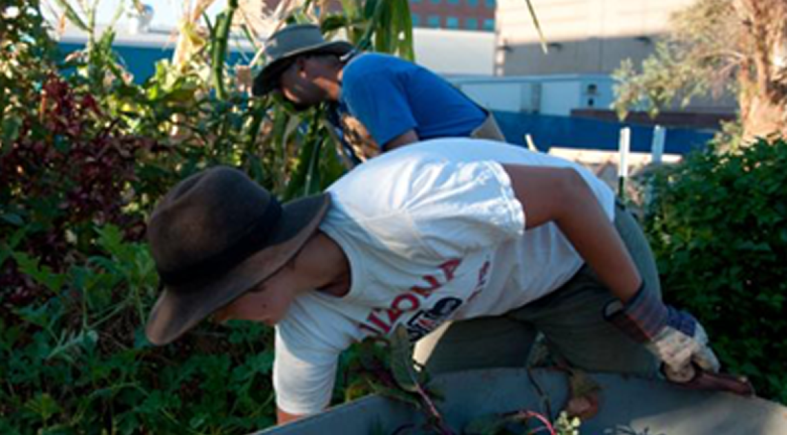 Photograph of students working in the garden